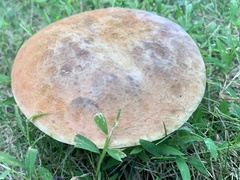 Lanmaoa pseudosensibilis