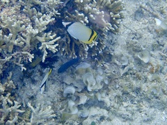 Chaetodon vagabundus