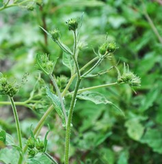 Simsia amplexicaulis