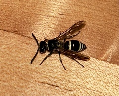 Ancistrocerus