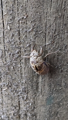 Cicadoidea