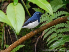 Ficedula superciliaris