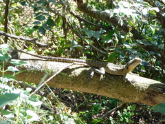 Intellagama lesueurii