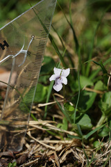 Viola palustris