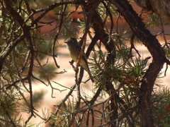 Empidonax occidentalis