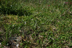 Viola palustris