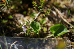 Viola palustris