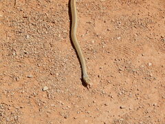 Masticophis taeniatus