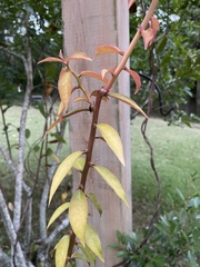 Pereskia