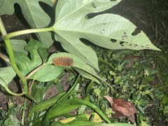 Pyrrharctia isabella