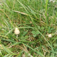 Psilocybe semilanceata