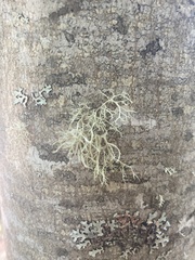 Usnea subfloridana