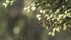 Poecilanthrax arethusa