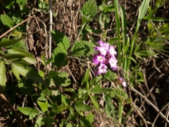Lantana megapotamica
