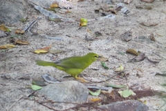Myiothlypis flaveola
