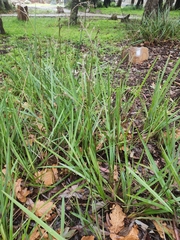 Dianella longifolia