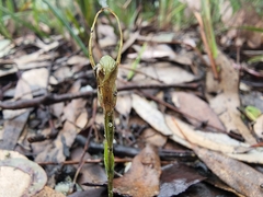 Pterostylis concinna