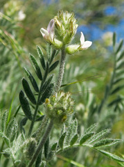 Astragalus spaldingii
