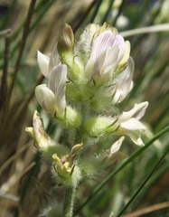 Astragalus spaldingii
