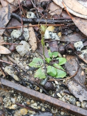 Pterostylis concinna