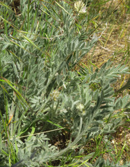 Astragalus spaldingii