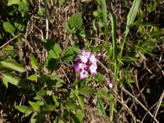 Lantana megapotamica