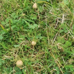 Psilocybe semilanceata