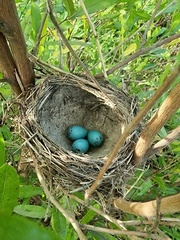 Turdus philomelos clarkei