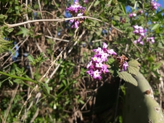 Lantana megapotamica