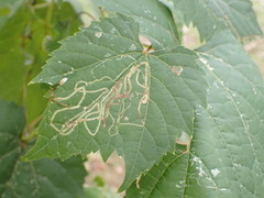 Phyllocnistis