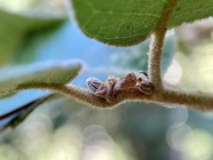 Andricus notholithocarpi