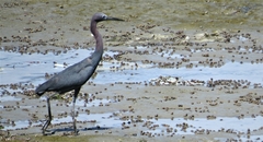 Egretta caerulea