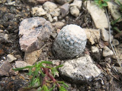 Mammillaria albiflora