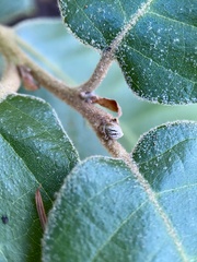 Andricus notholithocarpi