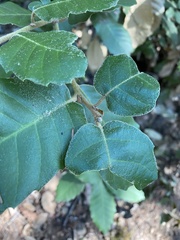 Andricus notholithocarpi