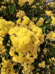 Pomaderris intermedia