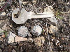 Mammillaria albiflora