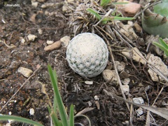 Mammillaria albiflora