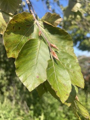 Ulmaceae