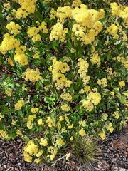 Pomaderris intermedia