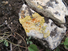 Caloplaca eugyra