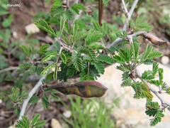 Calliandra eriophylla