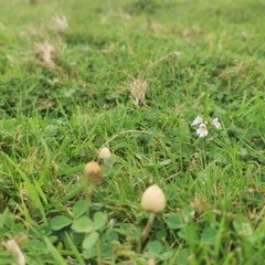 Psilocybe semilanceata