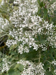 Eupatorium