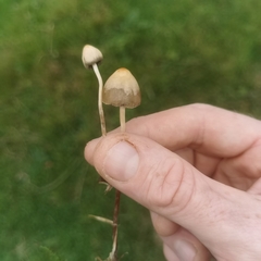 Psilocybe semilanceata
