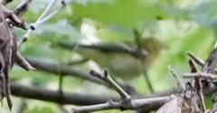 Setophaga castanea