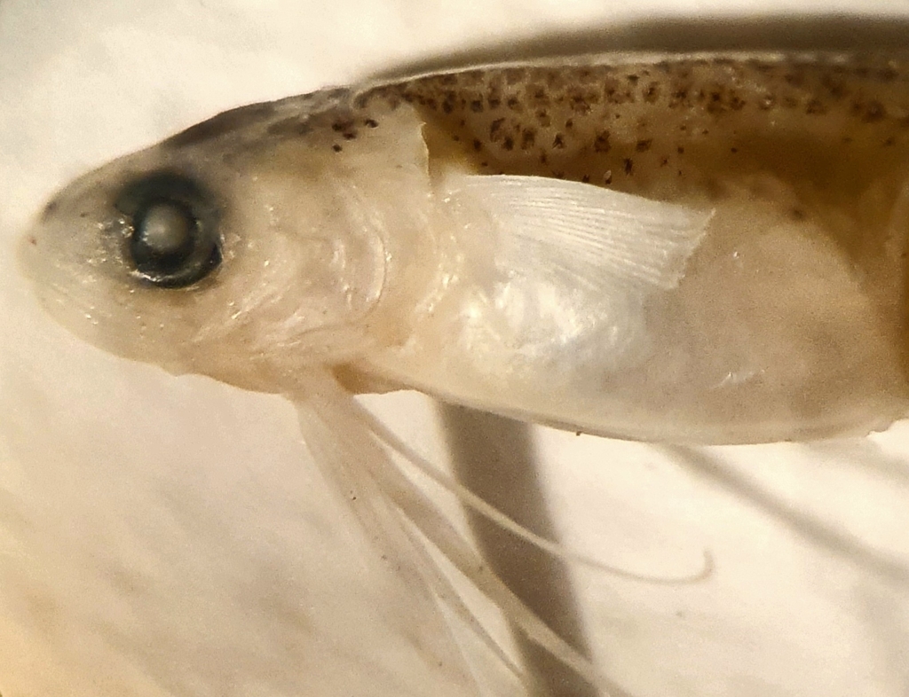 East Pacific Codlet