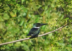 Chloroceryle amazona