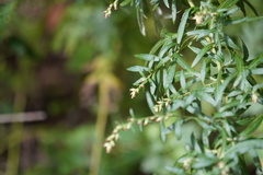 Artemisia indica