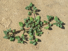 Boerhavia